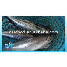 GEFRORENES SPANISCHES MACKEREL